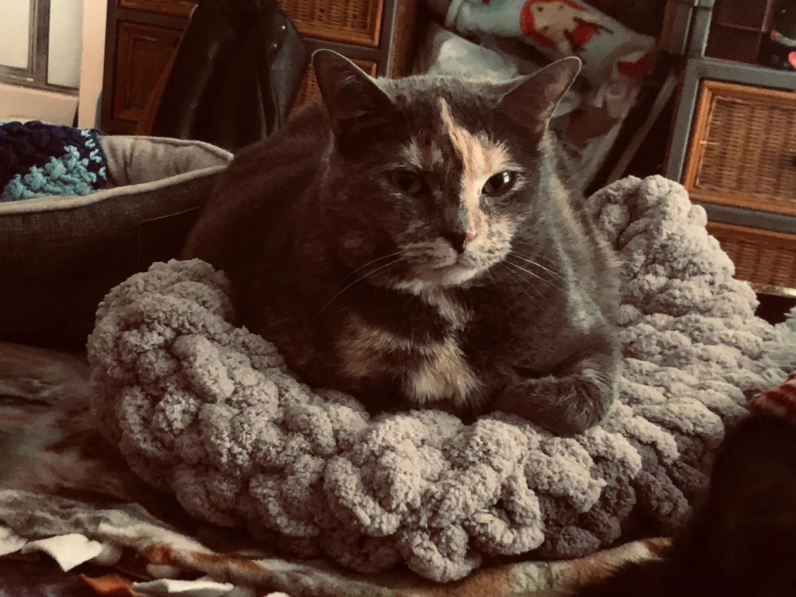Lost cat in Piedmont, SC, 29673