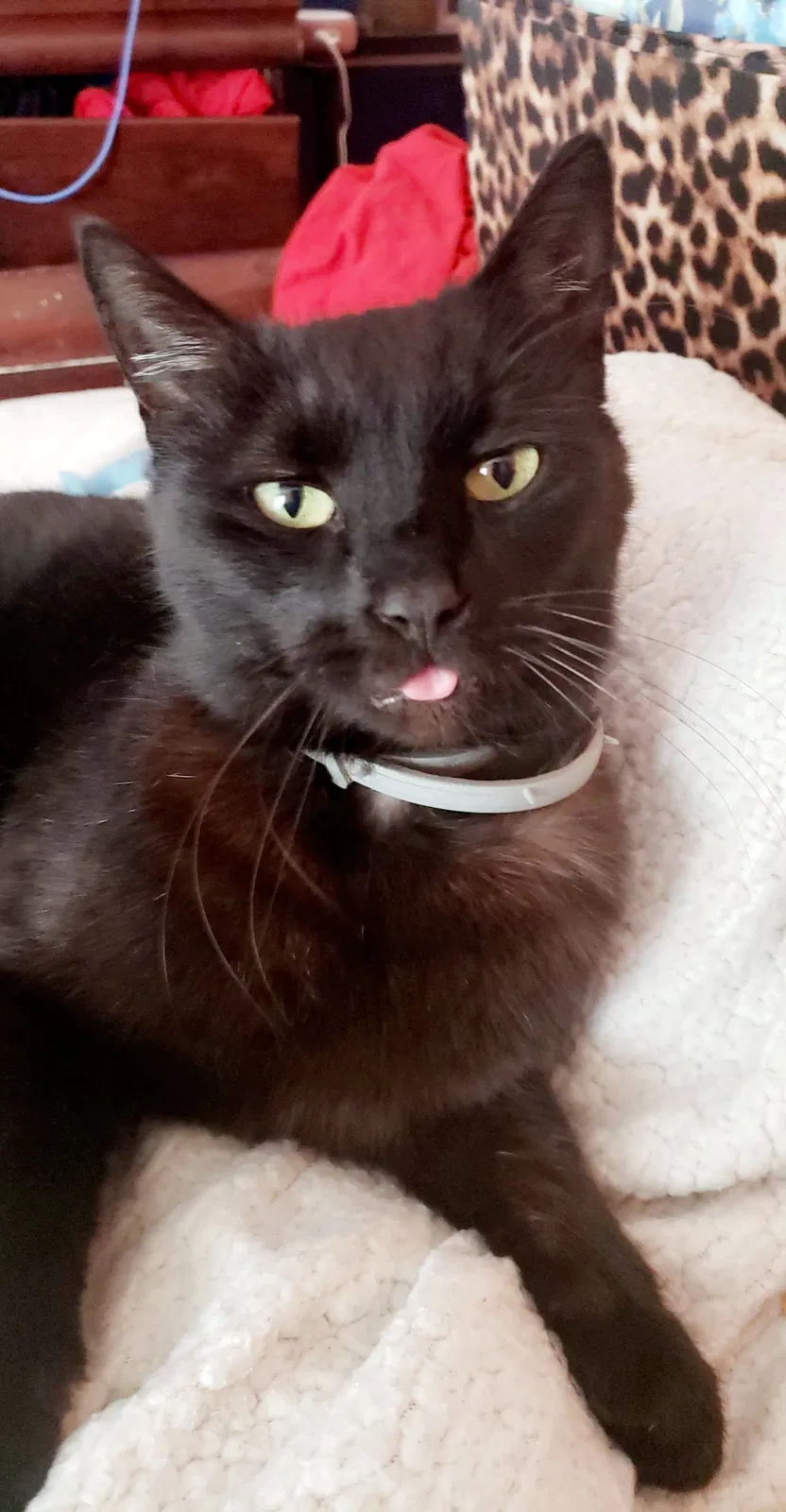 Lost cat in Chester, VA, 23831