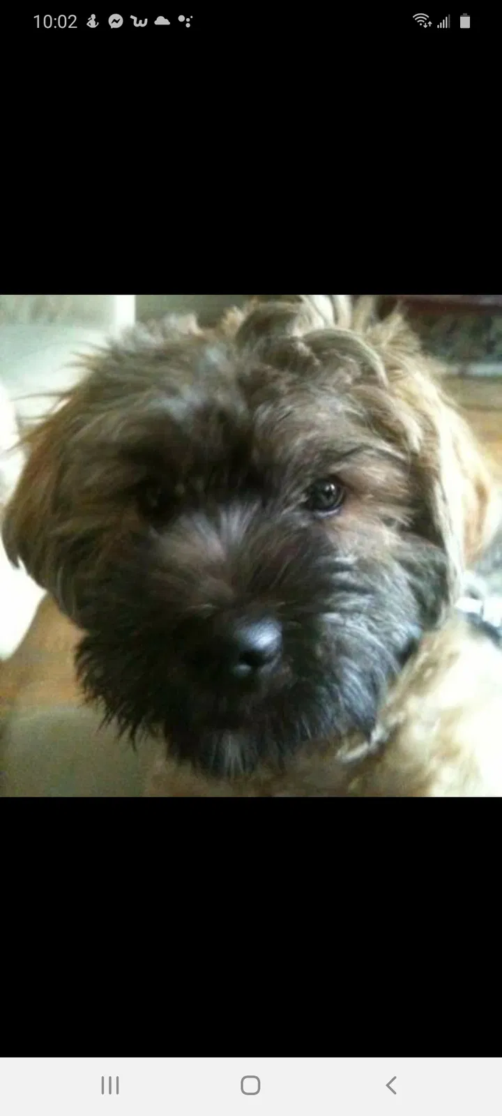 Lost dog in Staten Island, NY, 10304