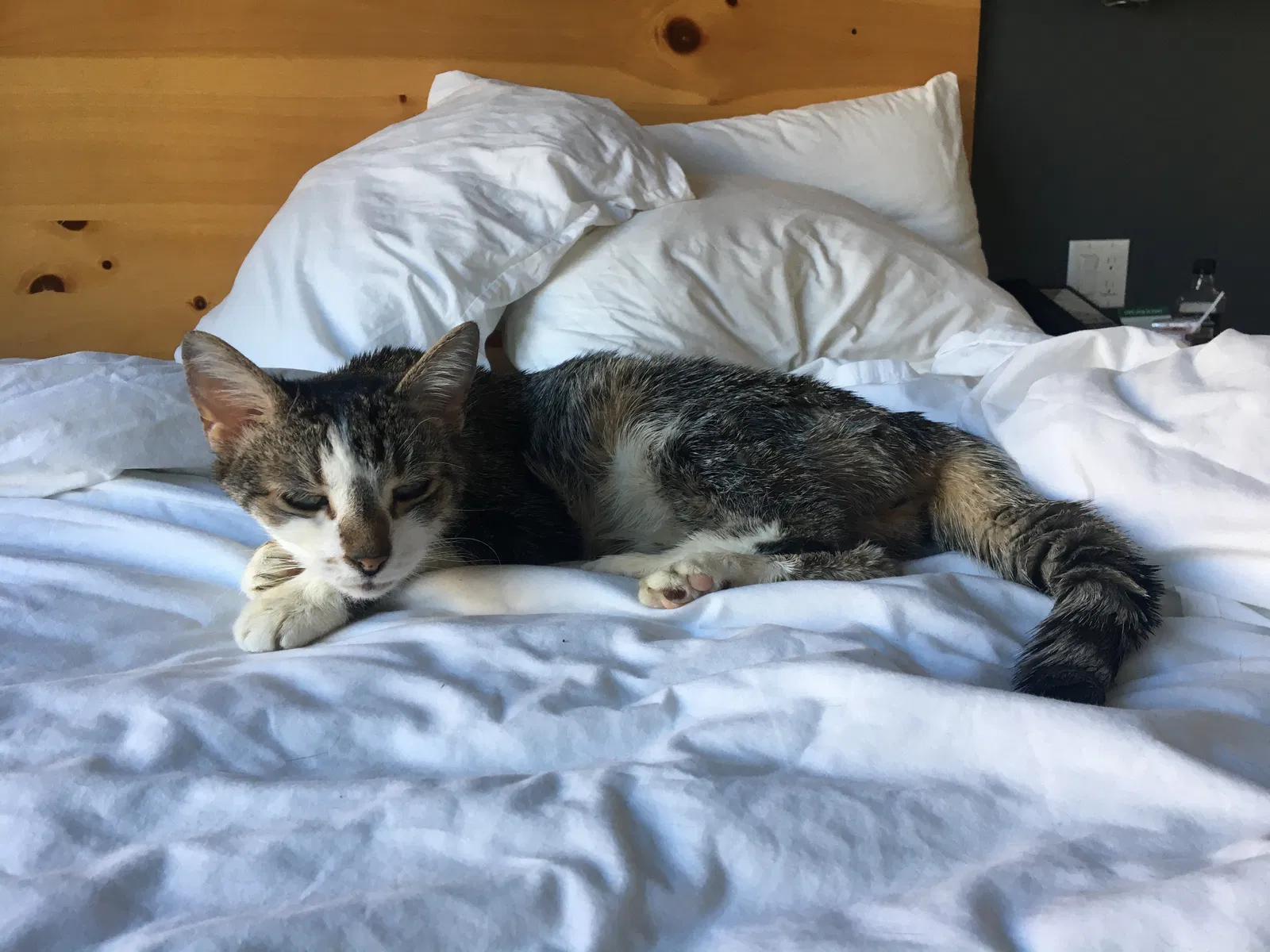 Lost cat in Brooklyn, NY, 11205