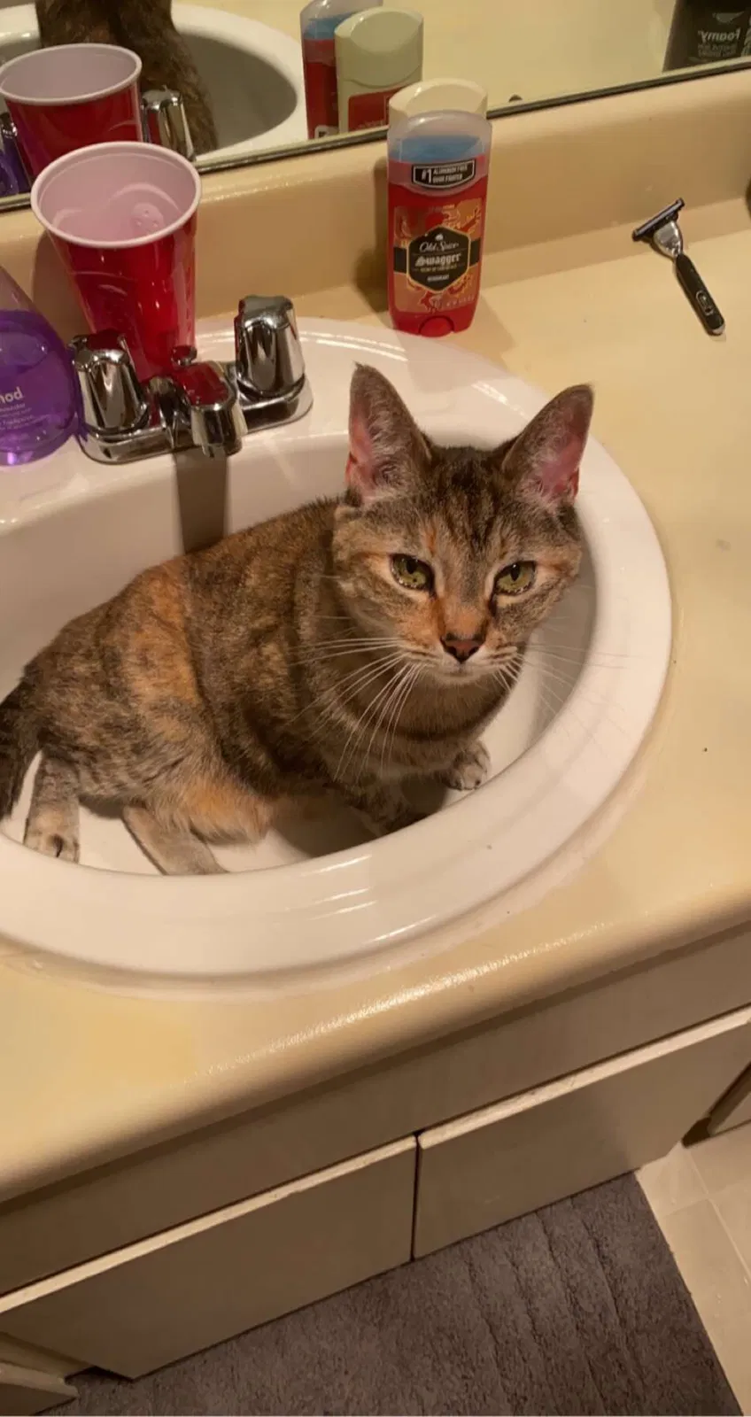 Lost cat in Colorado Springs, CO, 80918