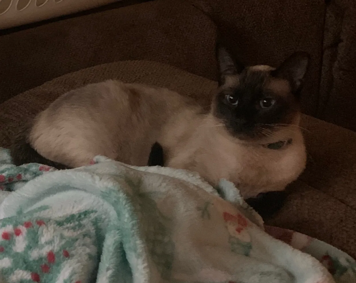 Lost cat in Edwardsville, IL, 62025