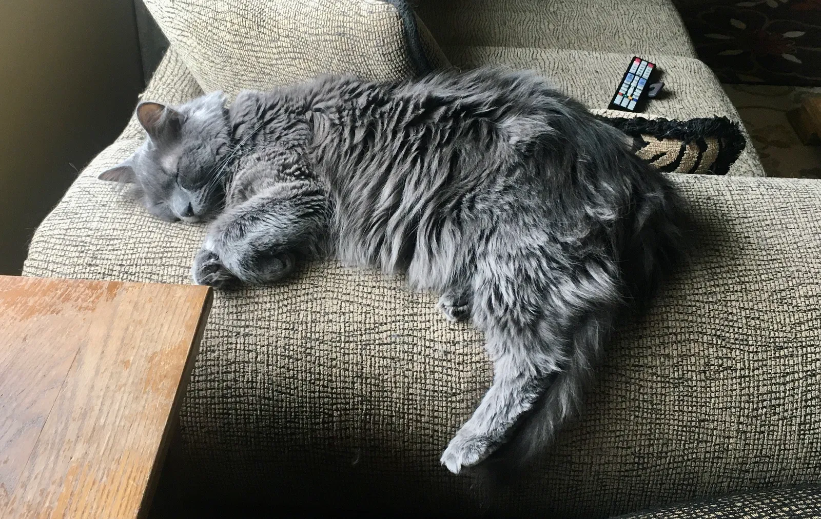 Lost cat in Berthoud, CO, 80513