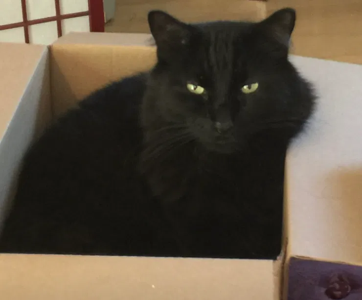 Lost cat in Bangor, PA, 18013