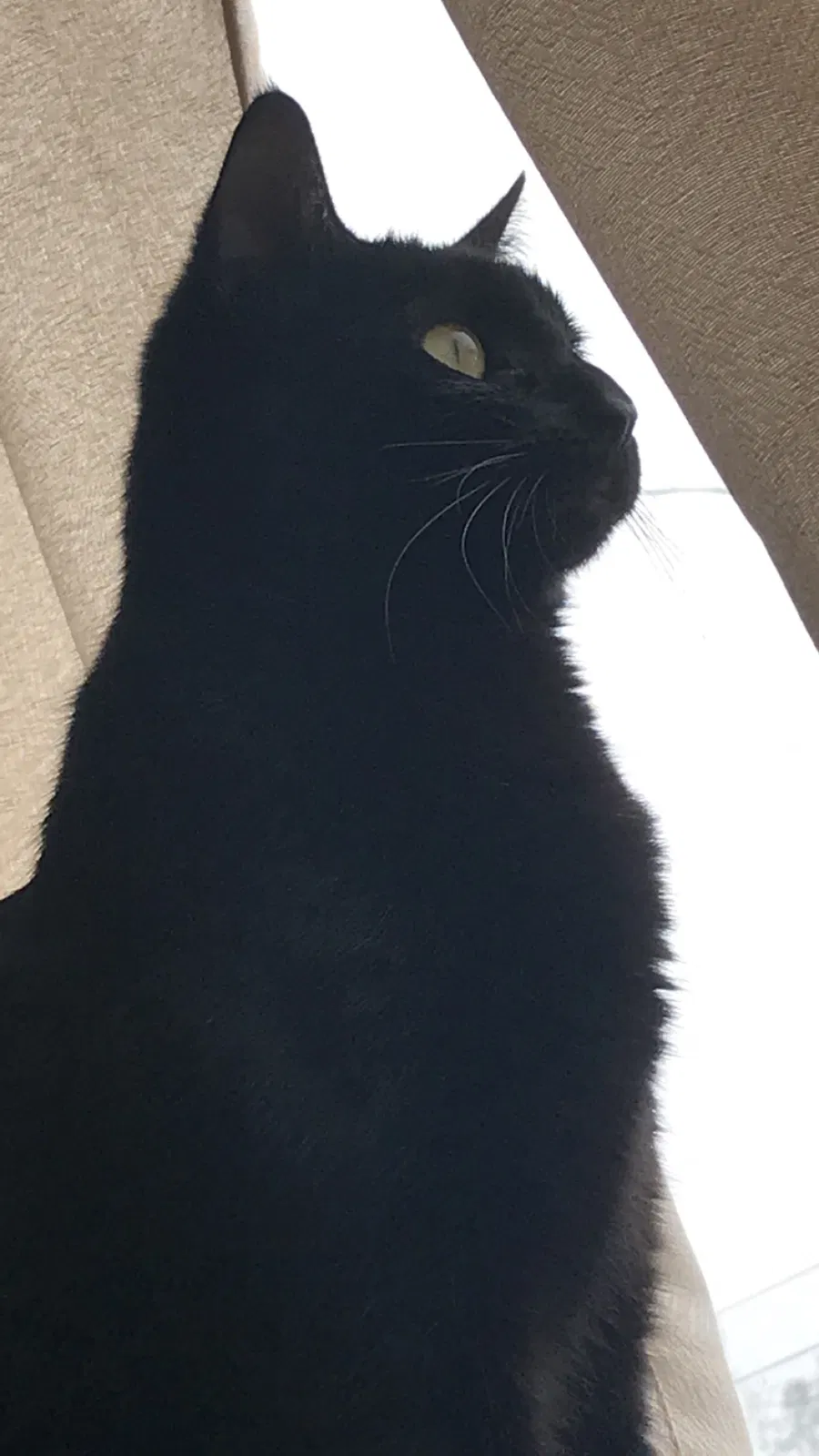 Lost cat in Lacey, WA, 98503
