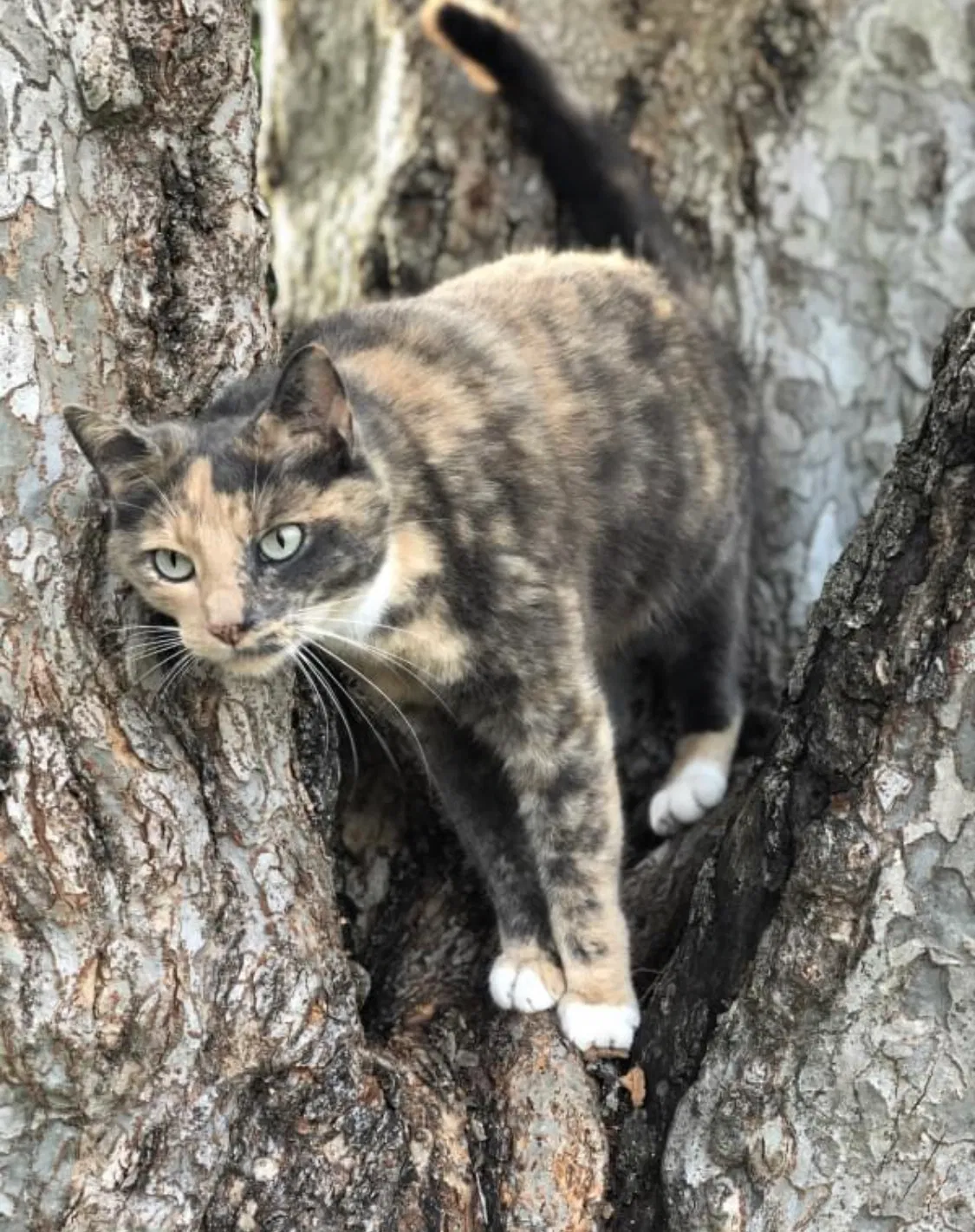 Lost cat in Taylors, SC, 29687