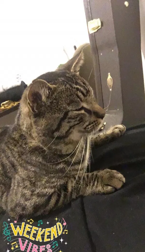 Lost cat in Orlando, FL, 32810