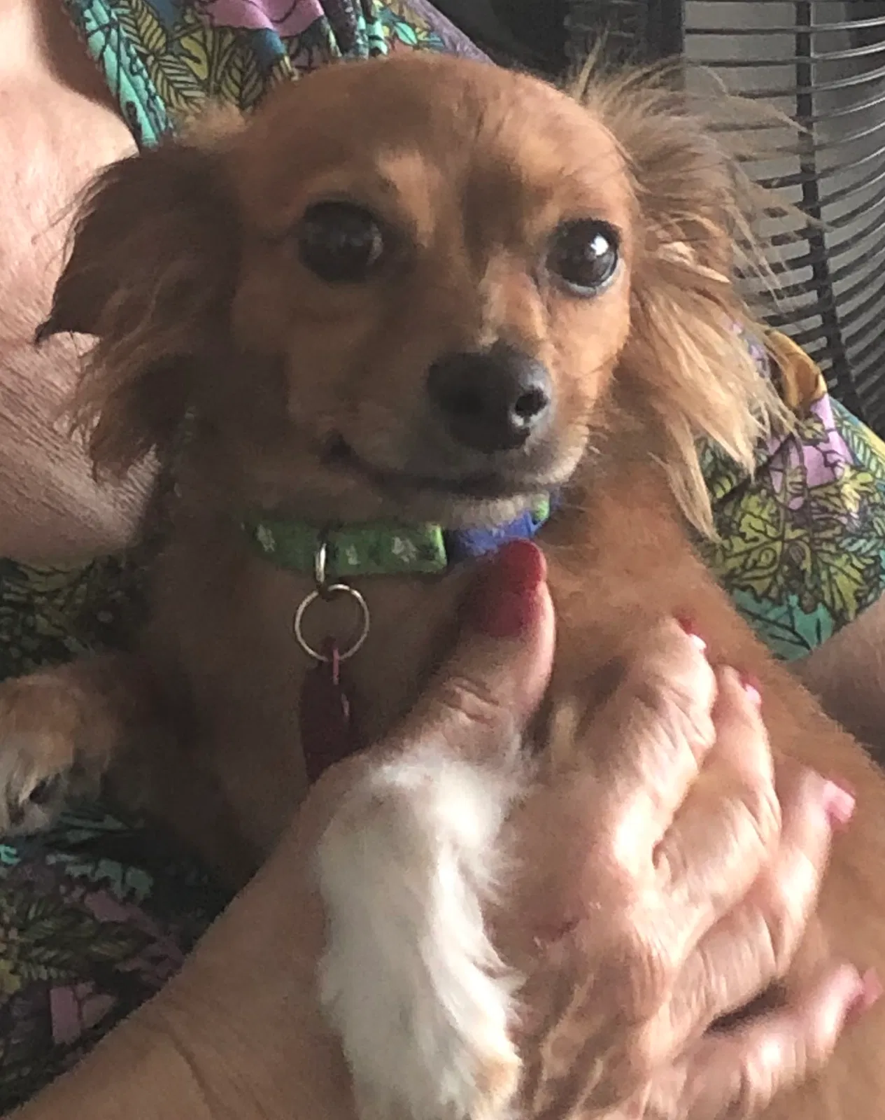 Lost dog in Fresno, CA, 93710