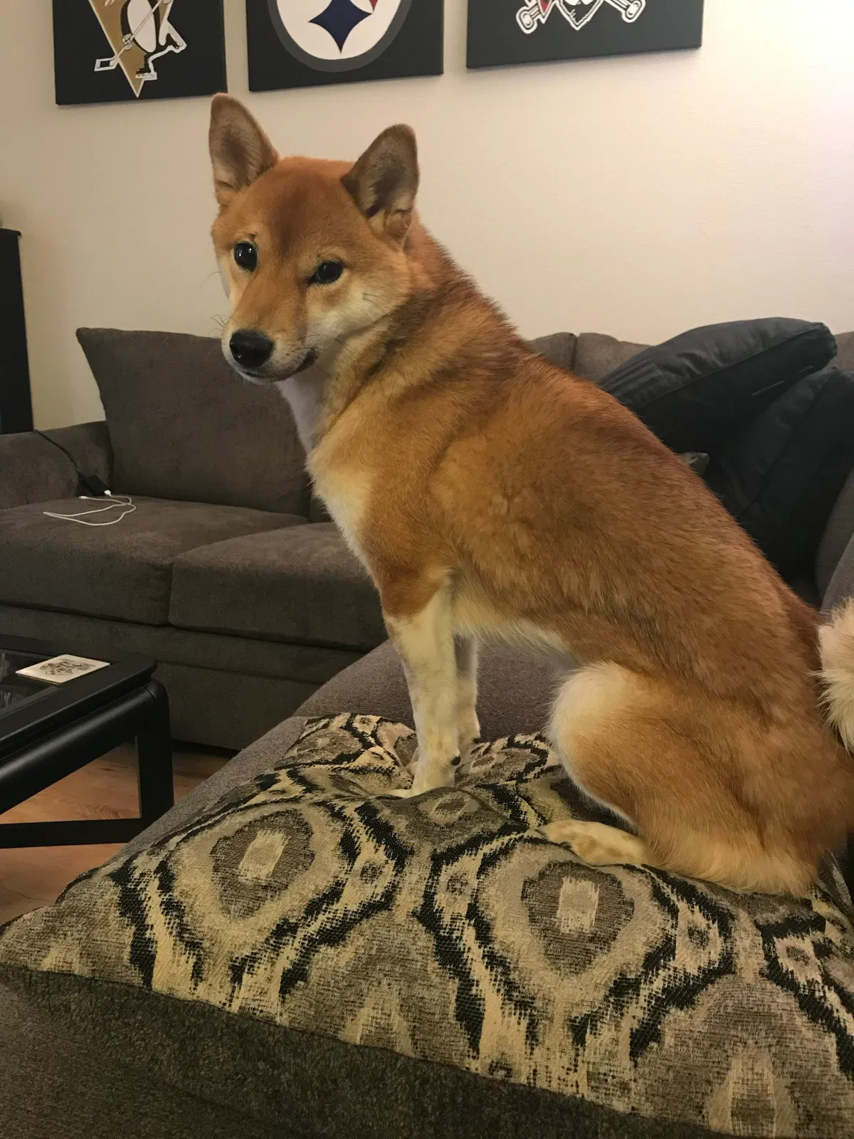 Lost dog in Arvada, CO, 80002