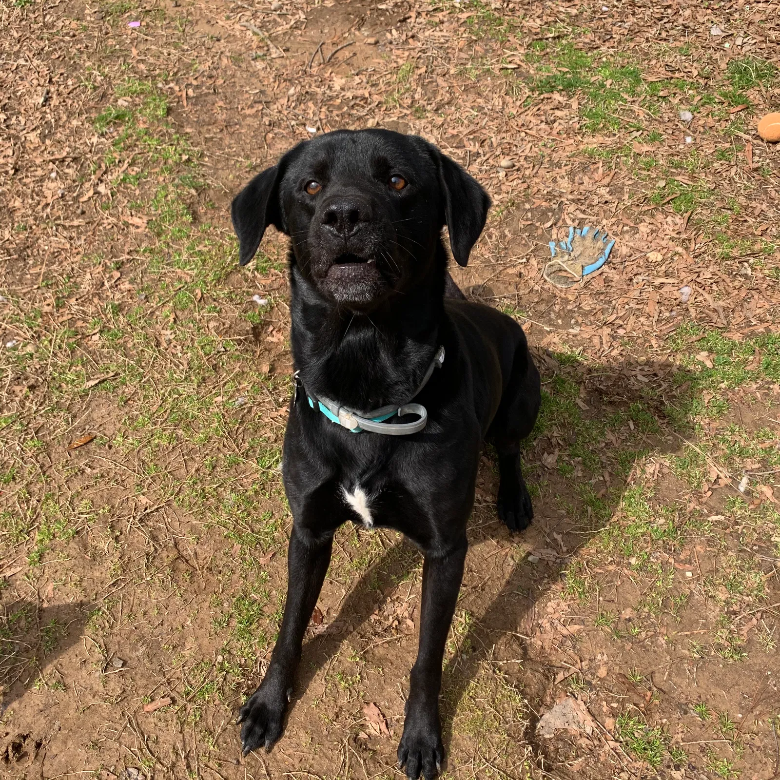 Lost dog in Cabot, AR, 72023