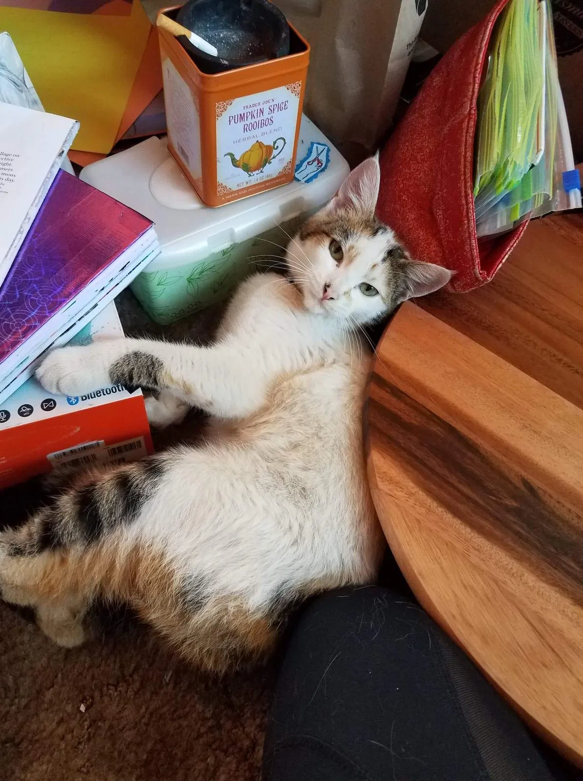 Lost cat in Portland, OR, 97204