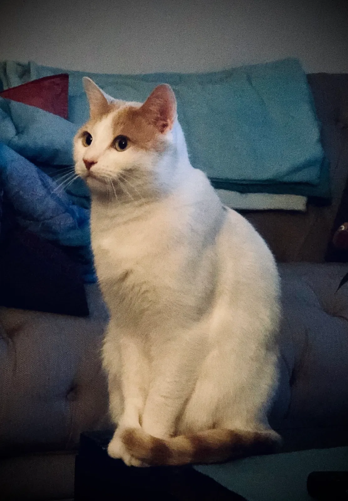 Lost cat in Fort Collins, CO, 80525