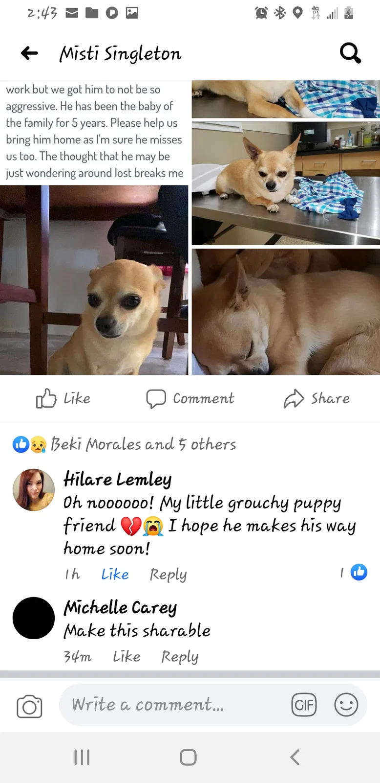 Lost dog in Tacoma, WA, 98404