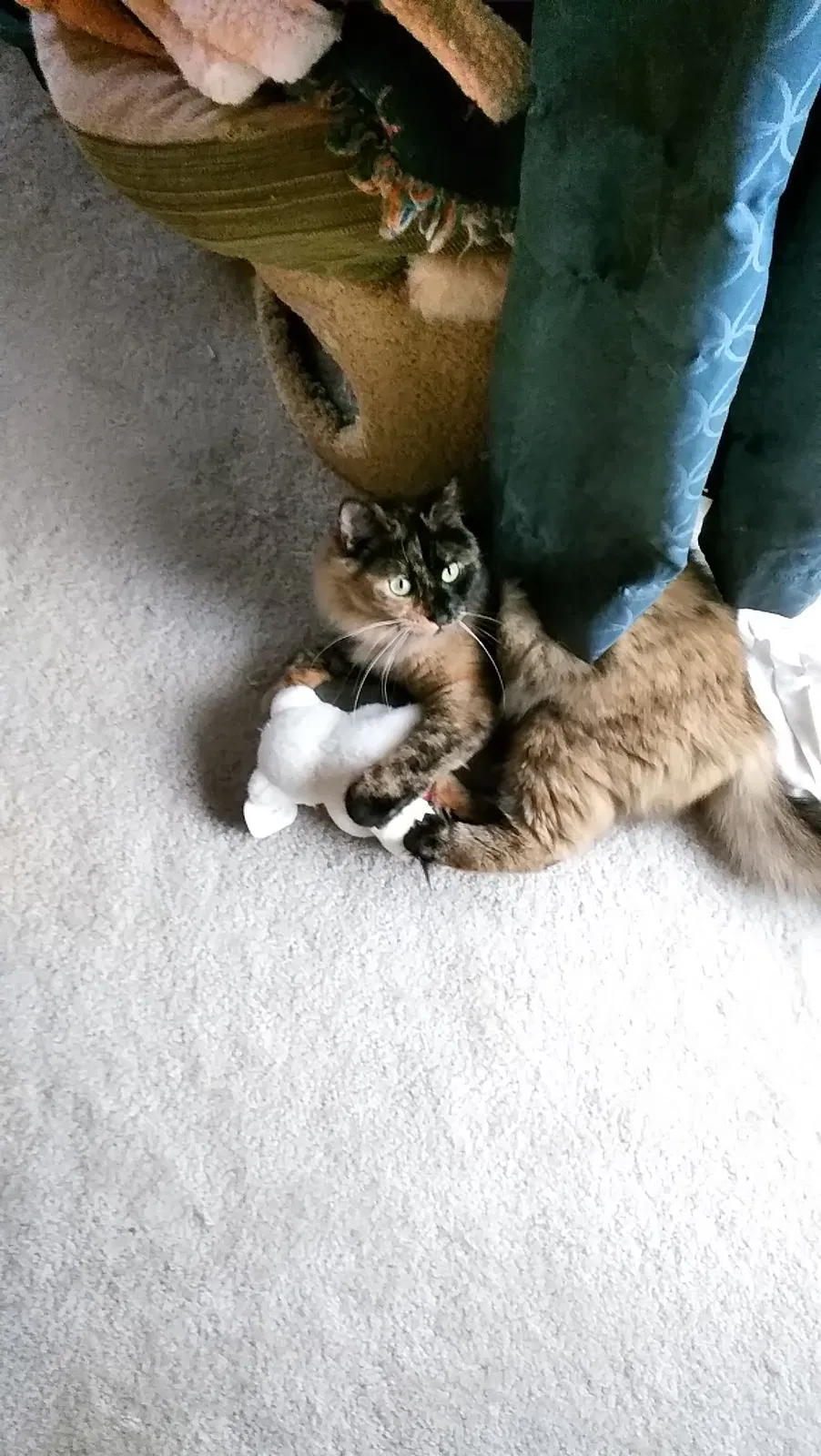 Lost cat in El Sobrante, CA, 94803