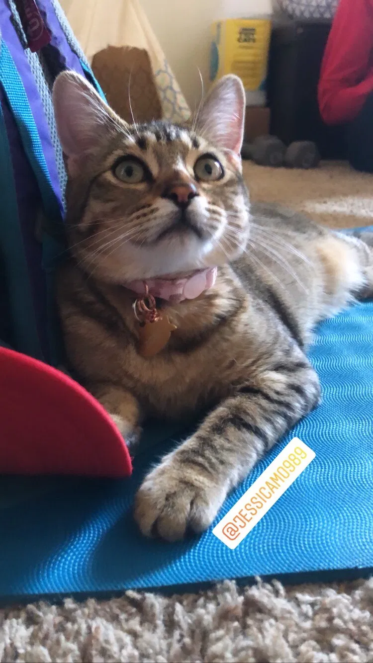 Lost cat in Chico, CA, 95926