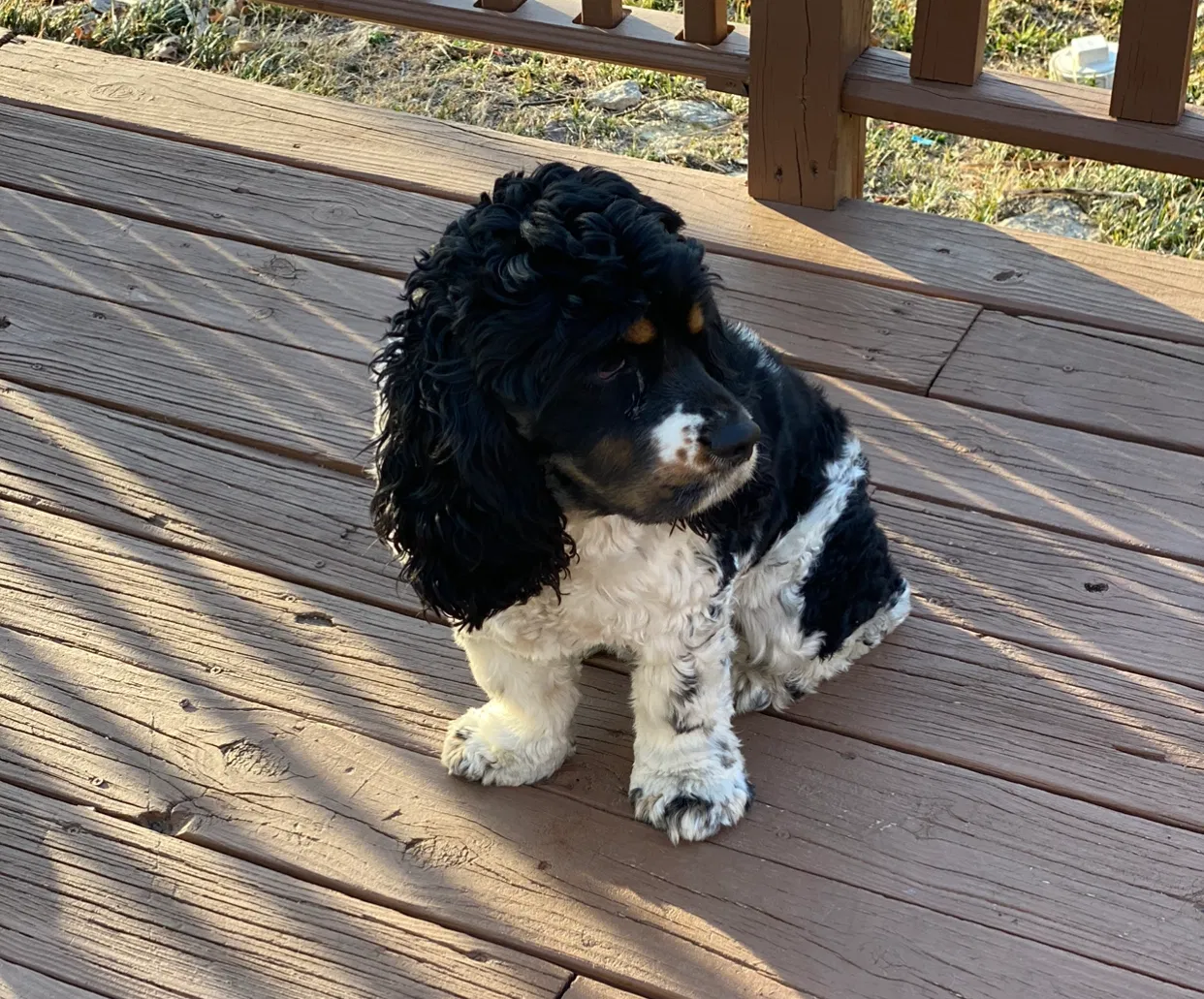 Lost dog in Wichita, KS, 67211