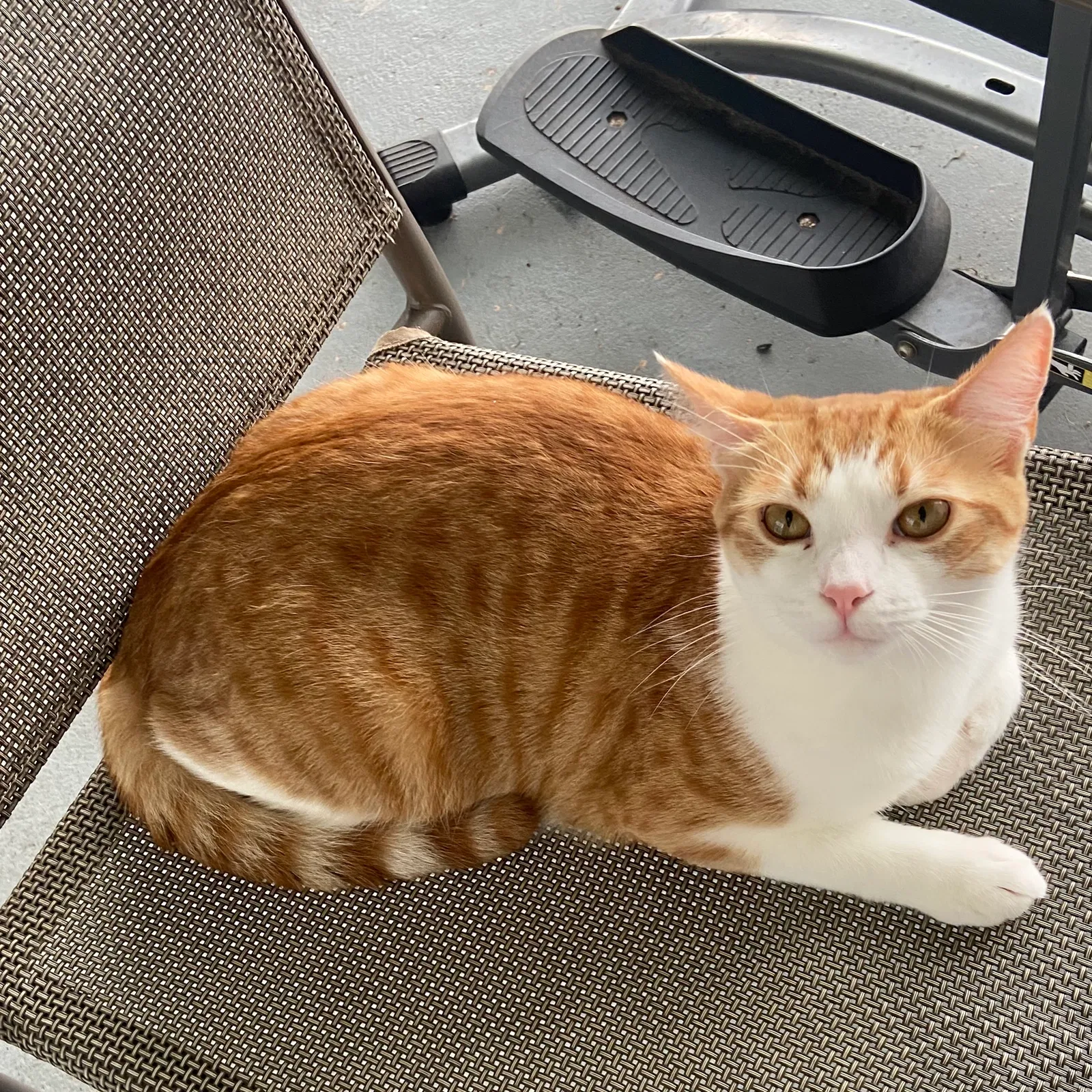 Lost cat in Kissimmee, FL, 34744
