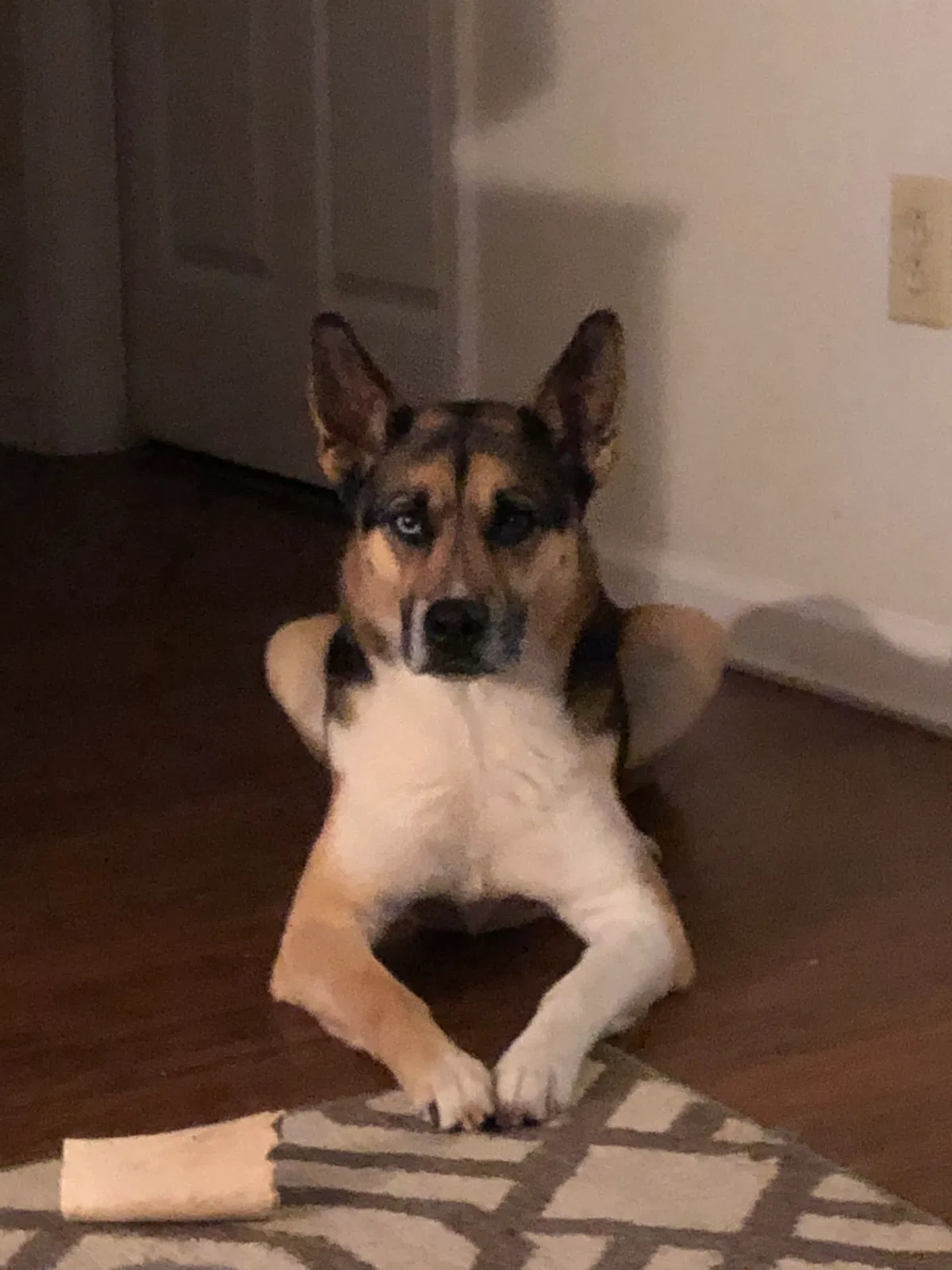 Lost dog in Tarawa Terrace, NC, 28543
