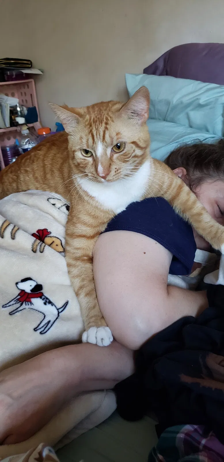 Lost cat in Bristol, PA, 19007