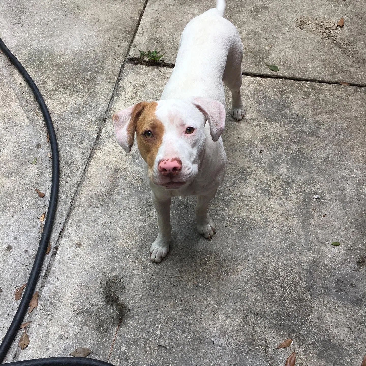 Lost dog in Citra, FL, 32113
