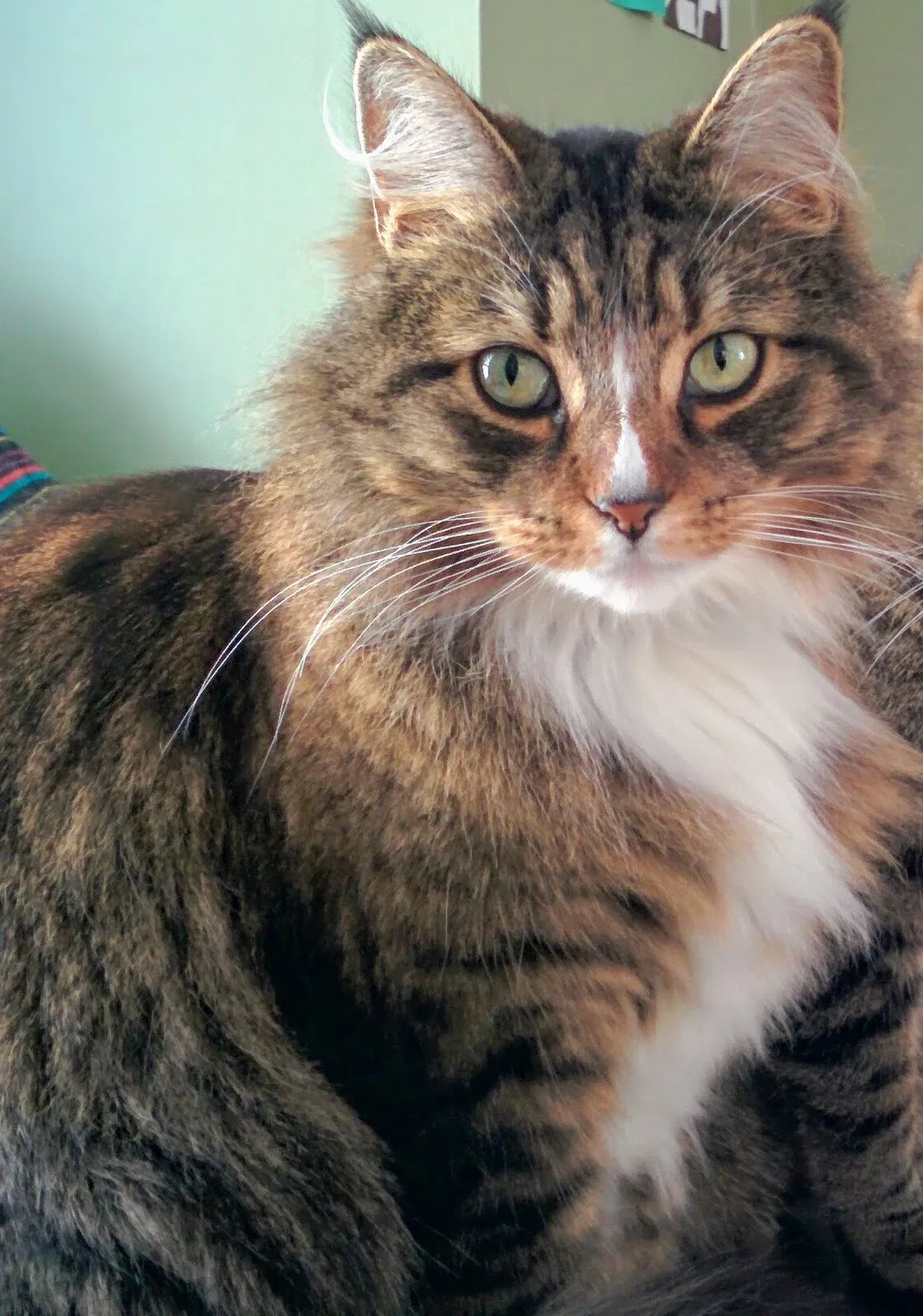 Lost cat in Arlington, MA, 2474