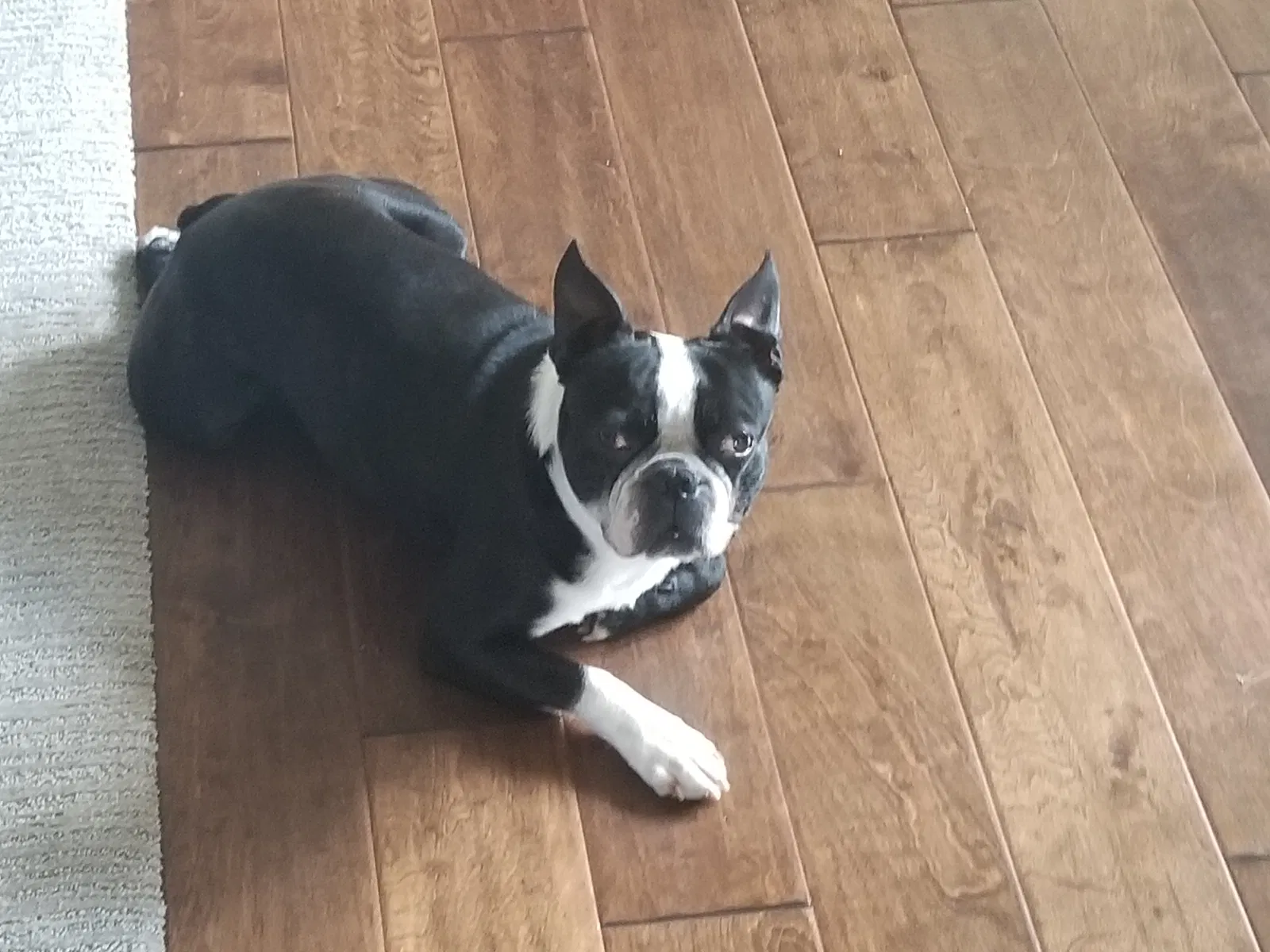 Lost dog in Springfield, MO, 65802