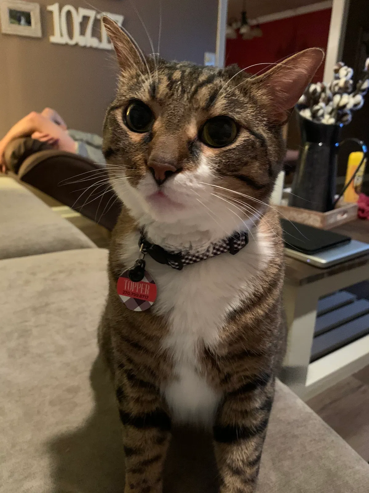 Lost cat in Bowling Green, KY, 42104