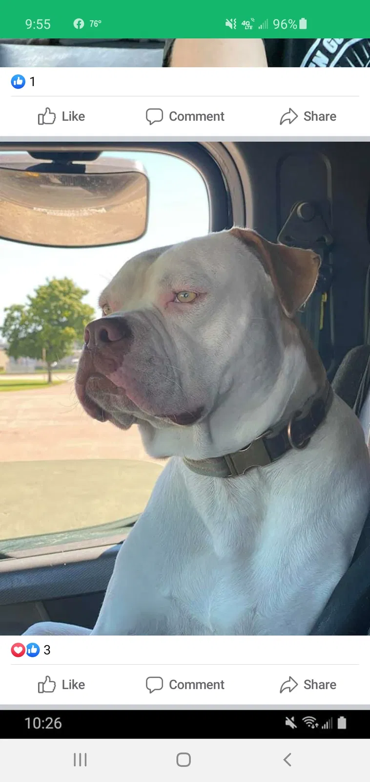 Lost dog in Mount Vernon, MO, 65712