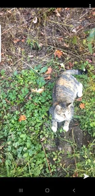 Lost cat in Greenwich, NY, 12834