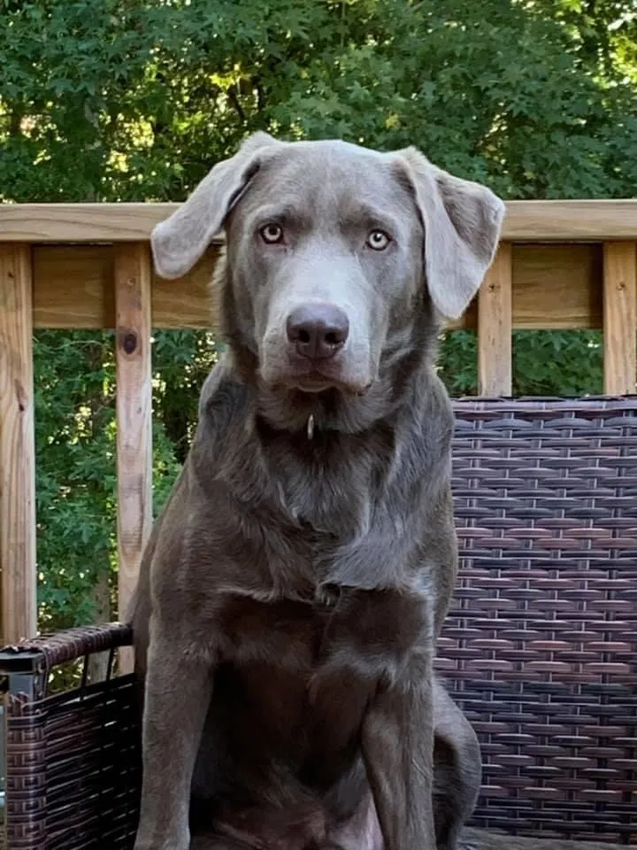 Lost dog in Auburn, AL, 36832