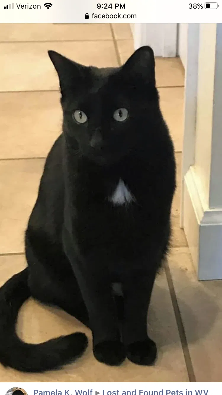 Lost cat in Charleston, WV, 25306