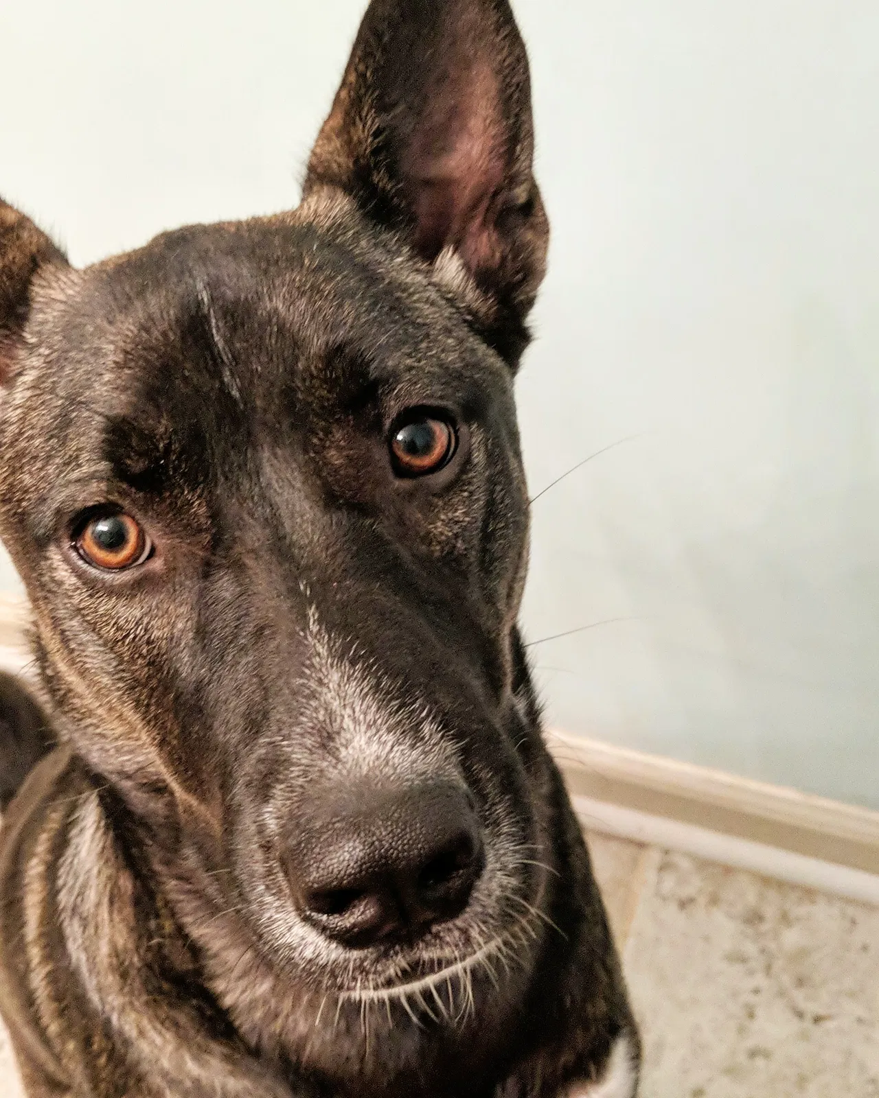Lost dog in Albany, GA, 31707