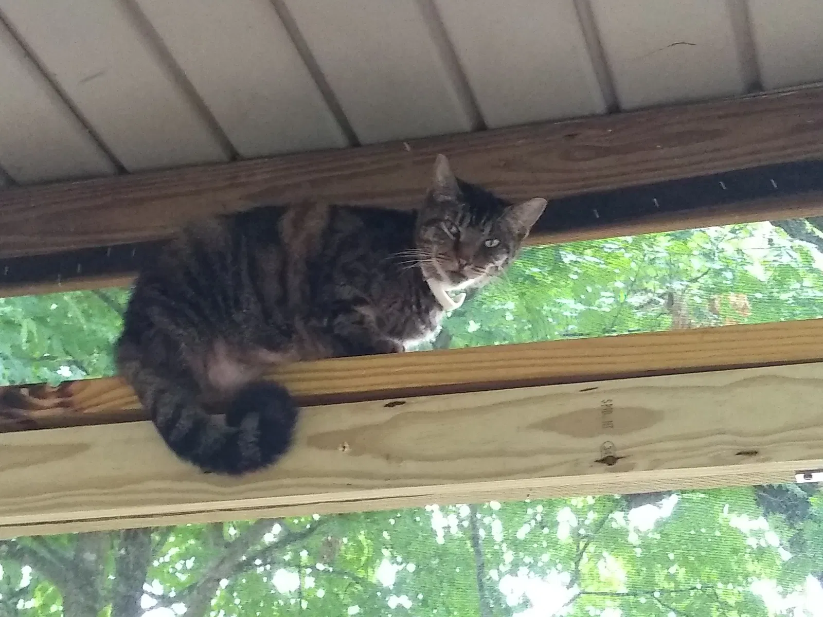 Lost cat in Corryton, TN, 37721