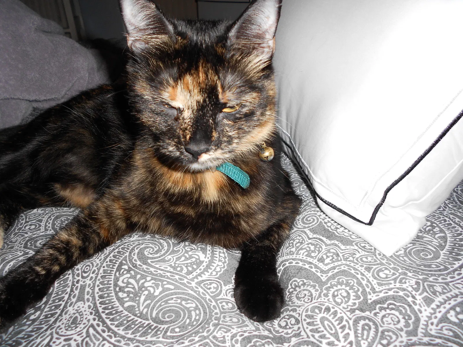 Lost cat in Port Townsend, WA, 98368