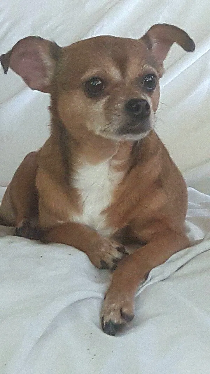 Lost dog in Port Richey, FL, 34668