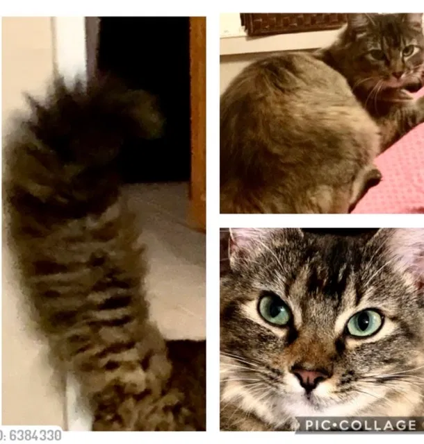 Lost cat in Gainesville, TX, 76240