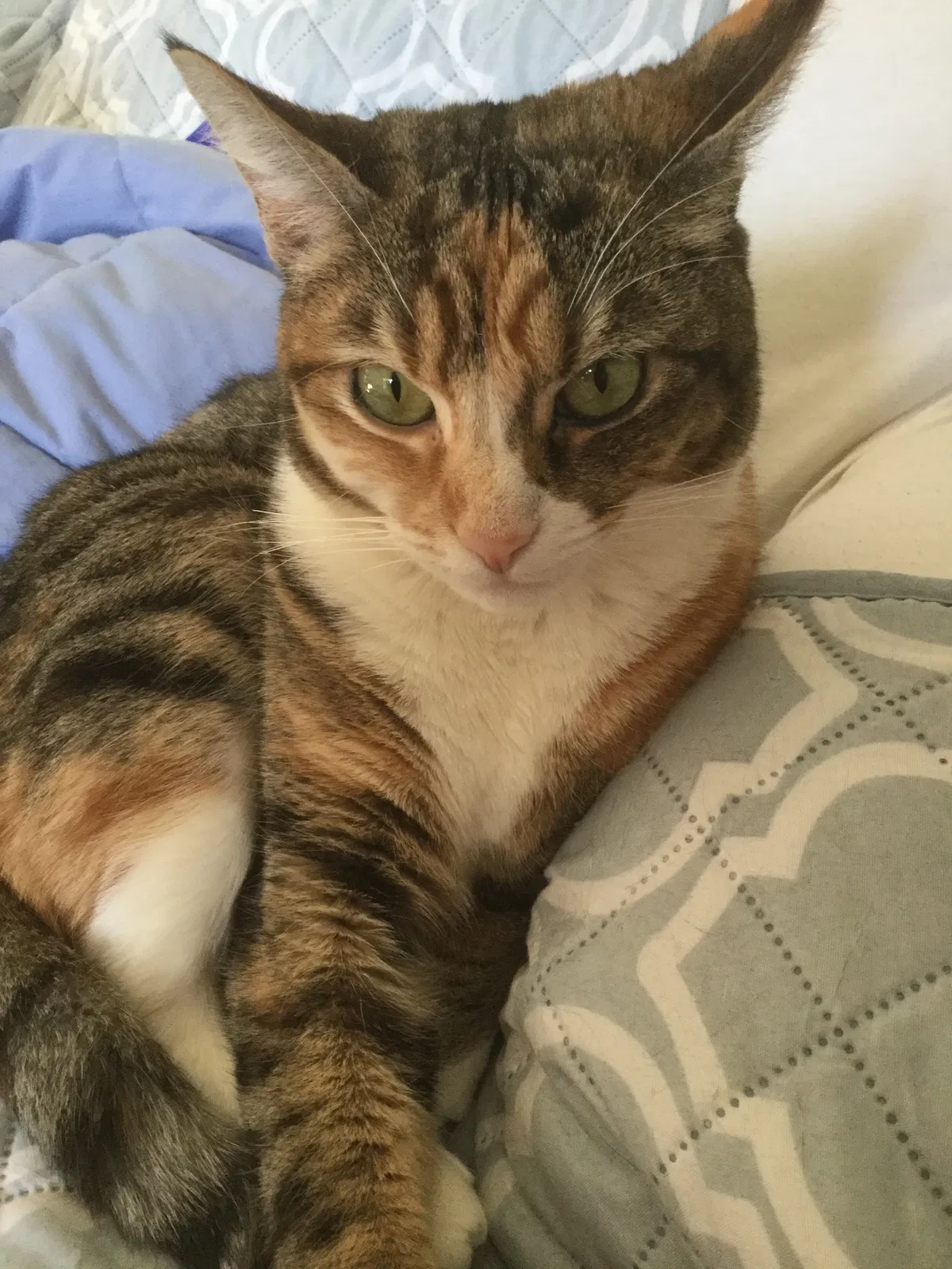 Lost cat in Castro Valley, CA, 94546