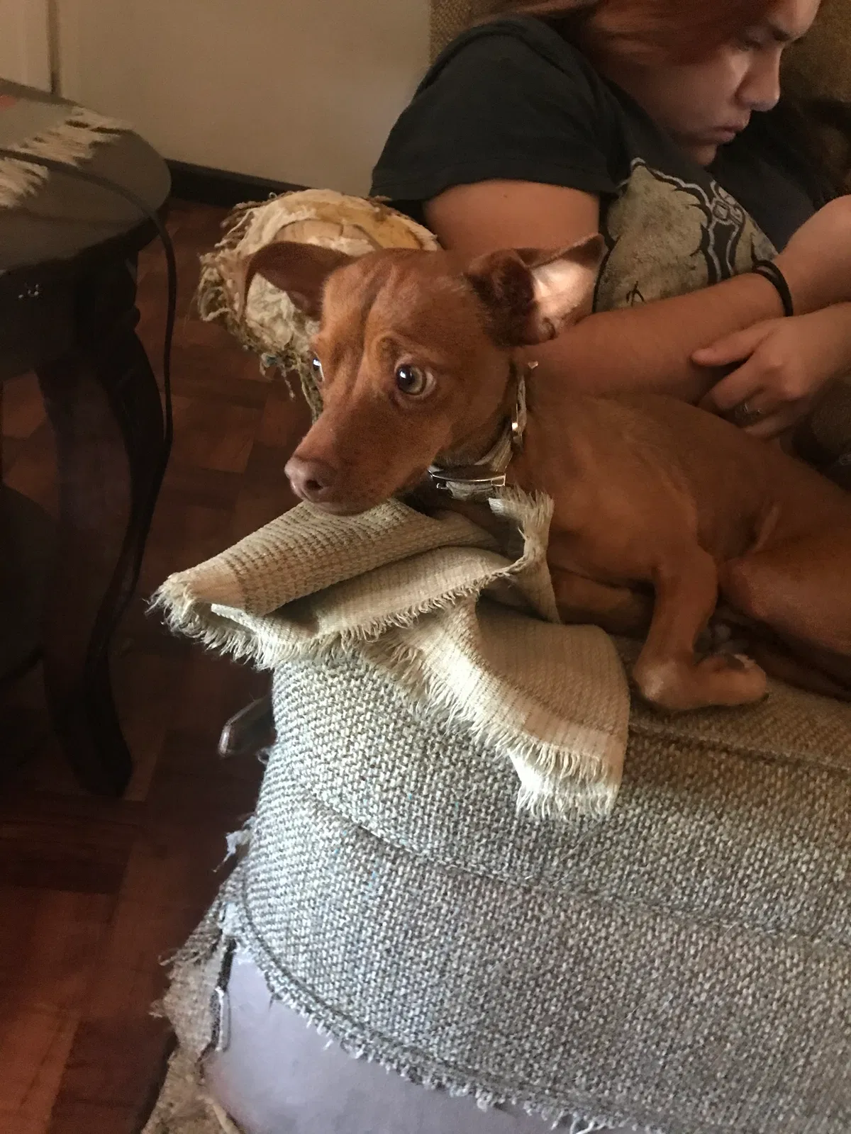 Lost dog in Mesa, AZ, 85208