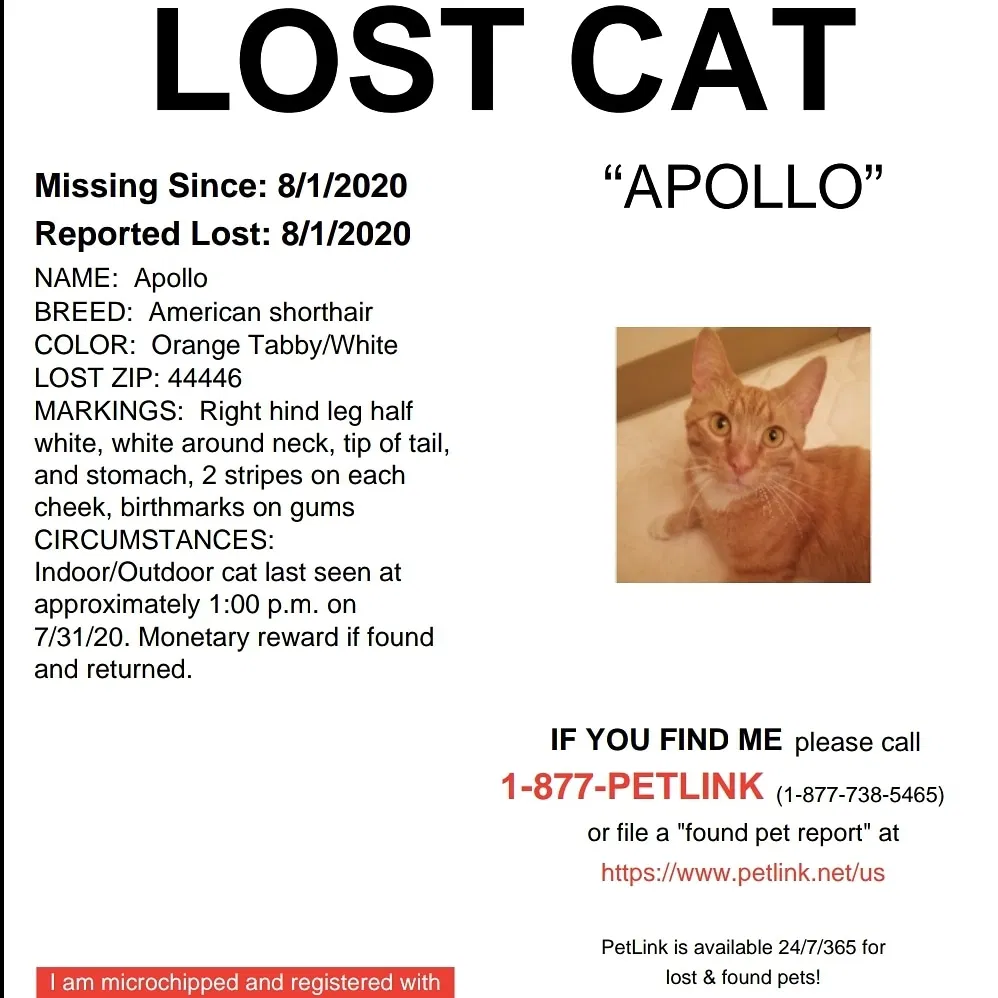 Lost cat in Niles, OH, 44446