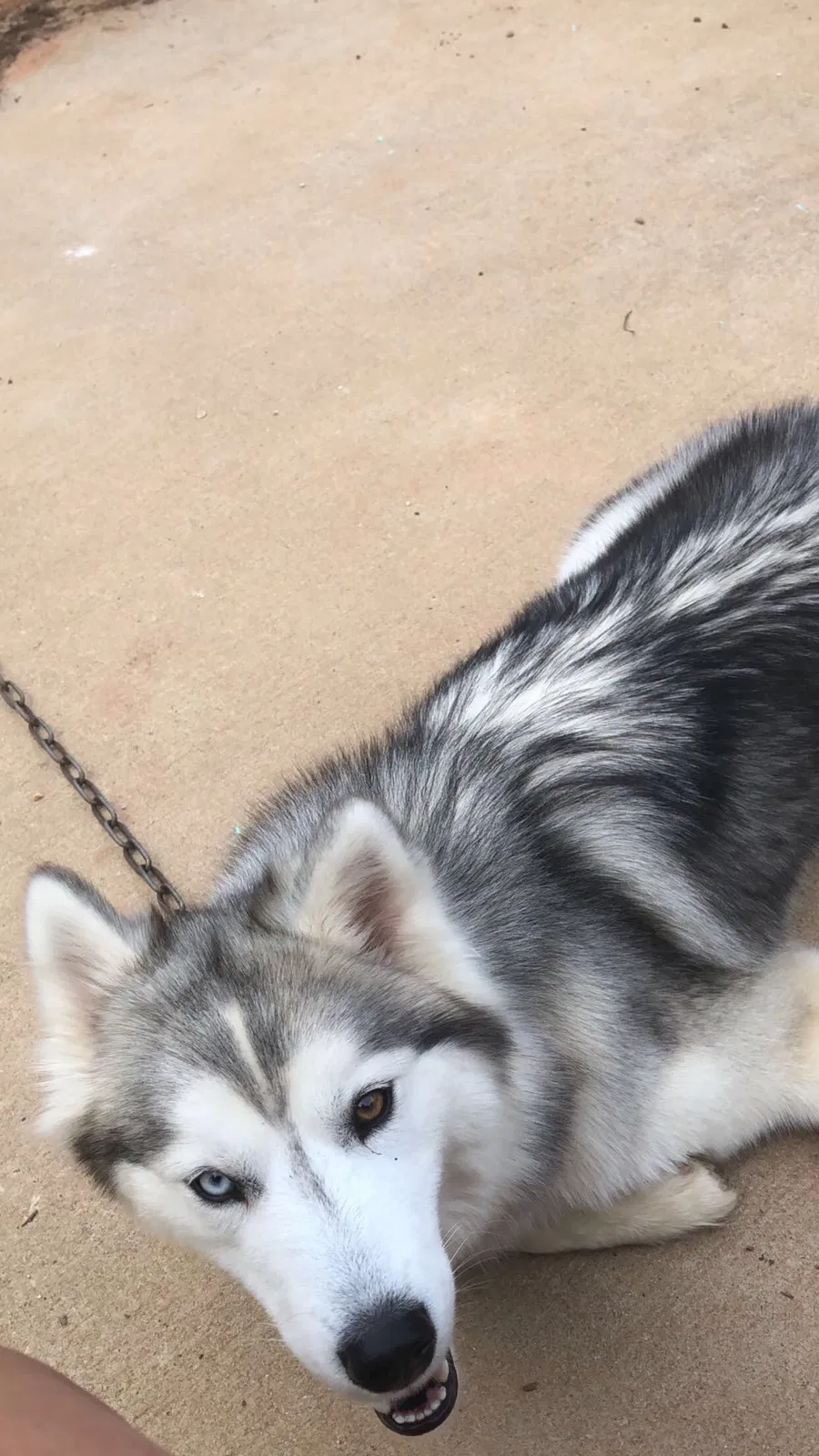 Lost dog in Dallas, NC, 28034