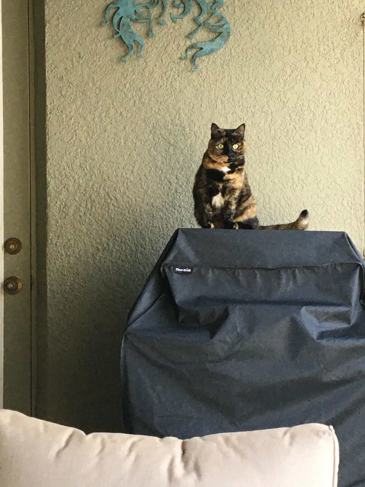 Lost cat in Kissimmee, FL, 34744