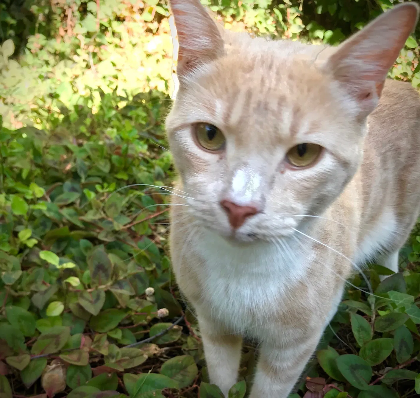 Lost cat in South Pasadena, CA, 91030