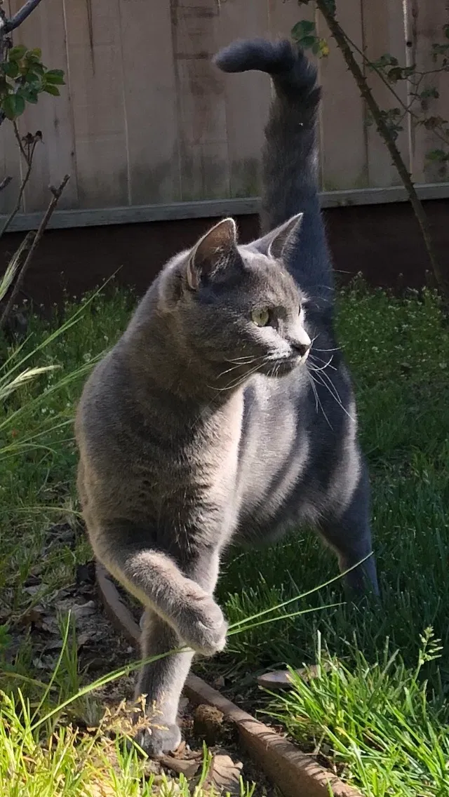 Lost cat in Lincoln, CA, 95648