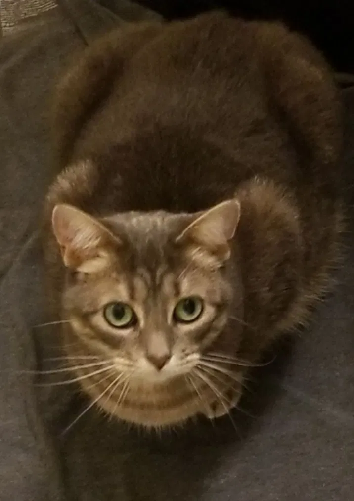 Lost cat in Saint Paul, MN, 55107