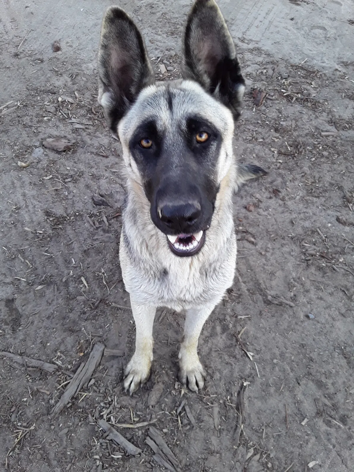 Lost dog in Winton, CA, 95388