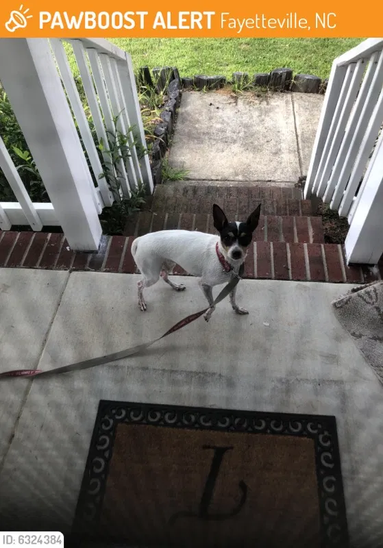 Lost dog in Fayetteville, NC, 28312
