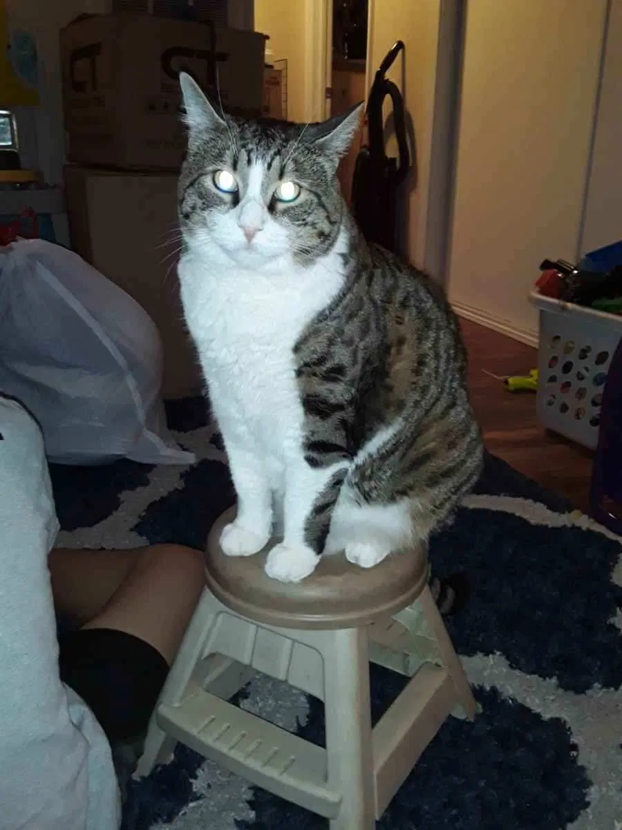 Lost cat in Sacramento, CA, 95820