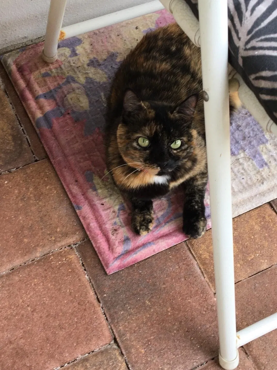 Lost cat in Kissimmee, FL, 34744