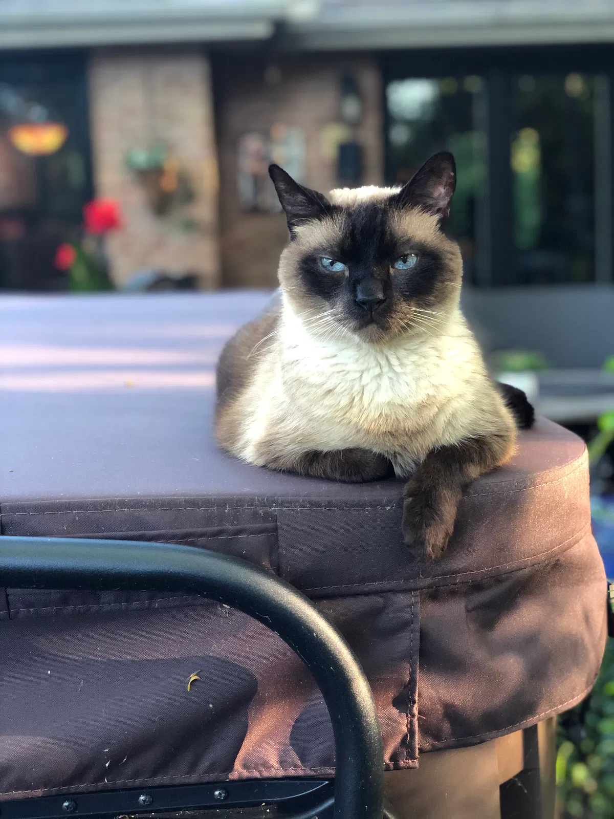 Lost cat in New Lenox, IL, 60451
