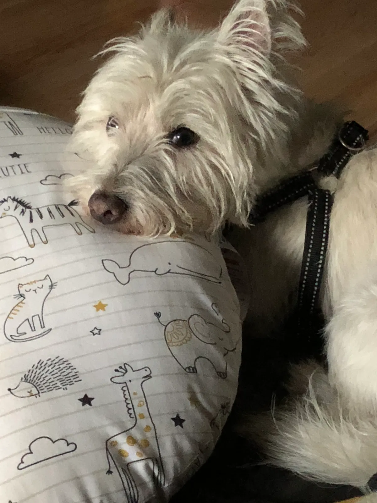 Lost dog in Brooklyn, NY, 11221